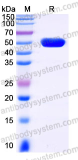 AHJ36105, SDS-PAGE