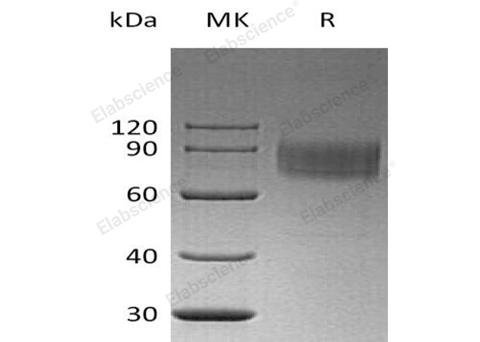 Валидация Elabscience PKSH032604(3051)