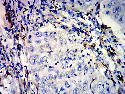 Валидация AntibodySystem RHH18902 (3216)