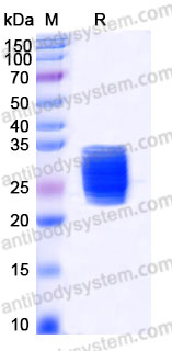 AMC15802, SDS-PAGE