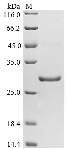 SDS-PAGE