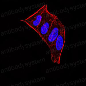 Валидация IF - AntibodySystem RHE45604 (854)