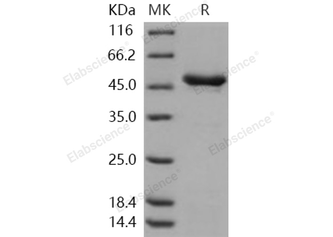 Валидация Elabscience PKSH030968(1784)