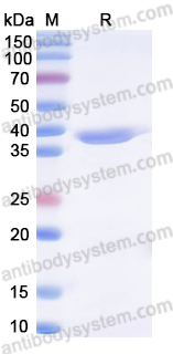 Валидация AntibodySystem YHF70501