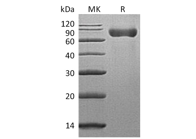 Валидация Elabscience PKSM041214(5118)