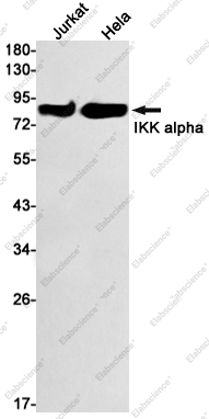 Вестерн-блоттинг, IKK alpha, клетки Jurkat и HeLa
