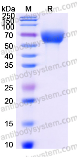EHC31101, SDS-PAGE