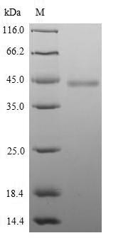 SDS-PAGE