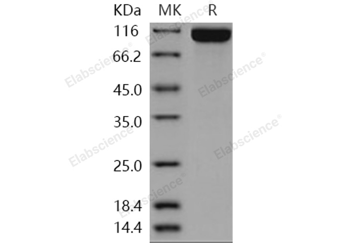 Валидация Elabscience PKSH031006(1817)