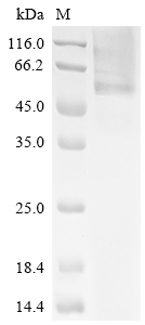 SDS-PAGE