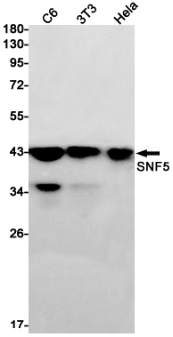 Валидация WB - AssayVector ARM2083 (1085)