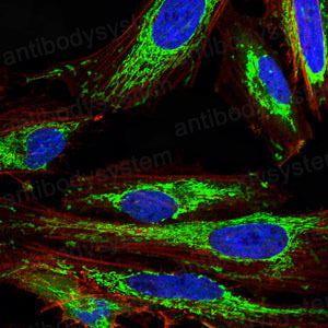 Валидация IF - AntibodySystem RHC33503 (382)