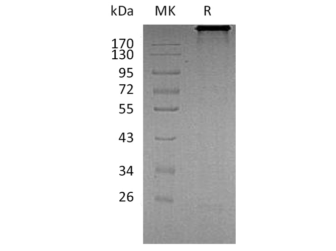 Валидация Elabscience PKSH032141(2674)
