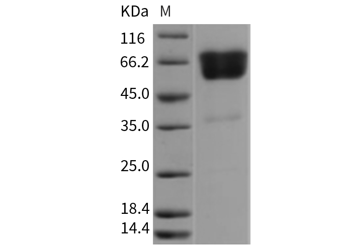 Валидация Elabscience PKSR030303(5647)
