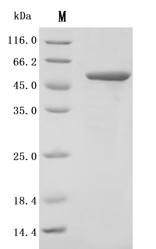 SDS-PAGE