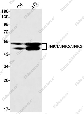 Вестерн-блоттинг, JNK1/2/3, клетки C6 и 3T3