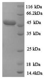 SDS-PAGE