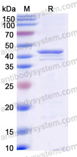 YHB68602, SDS-PAGE