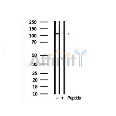Валидация Affinity AF7704 - 4393