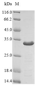 SDS-PAGE