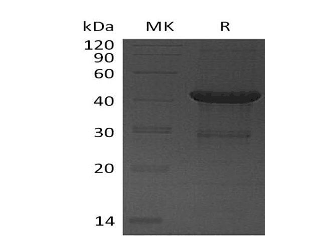 Валидация Elabscience PKSH033309(3642)