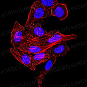 Валидация IF - AntibodySystem RHD25003 (580)