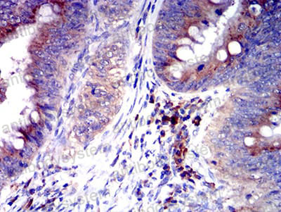 Валидация AntibodySystem RHA75302