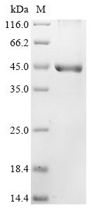 SDS-PAGE
