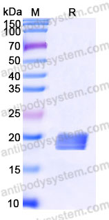 AHC13602, SDS-PAGE
