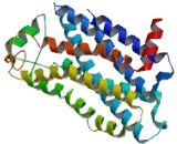 Interleukin 8 Receptor Alpha (IL8Ra) Interleukin 8 Receptor Alpha (IL8Ra)