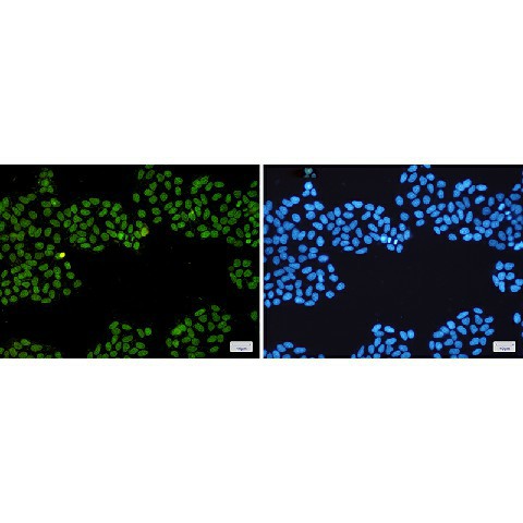 Валидация Elabscience E-AB-81489