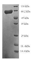 SDS-PAGE