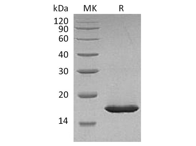 Валидация Elabscience PKSQ050091(5459)