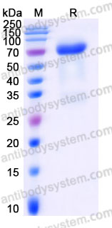 EHF15002, SDS-PAGE