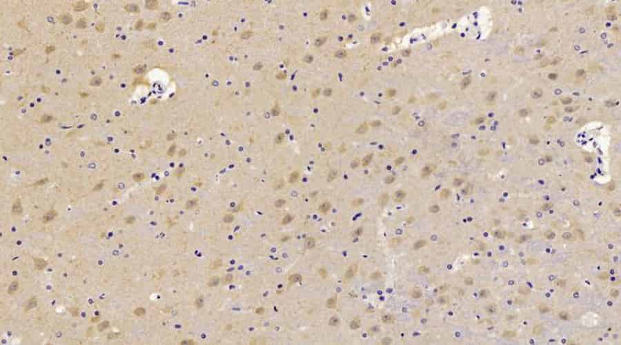 Валидация Elabscience E-AB-70087