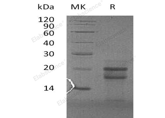 Валидация Elabscience PKSH032922(3320)