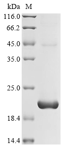 SDS-PAGE
