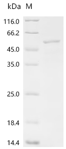 SDS-PAGE