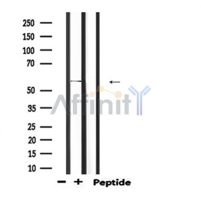 Валидация Affinity DF6634 - 18104