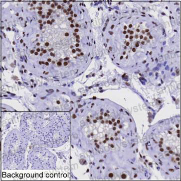 Валидация AntibodySystem RHB23803