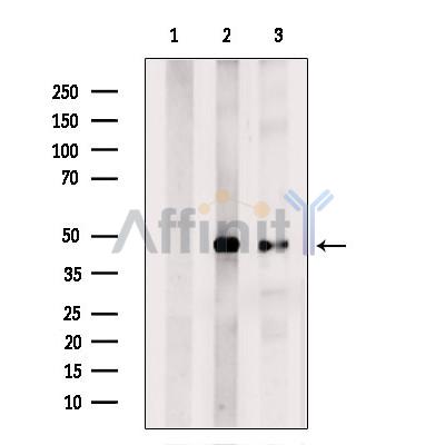 Валидация Affinity DF6191 - 17442