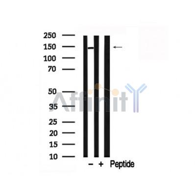 Валидация Affinity AF7760 - 4464