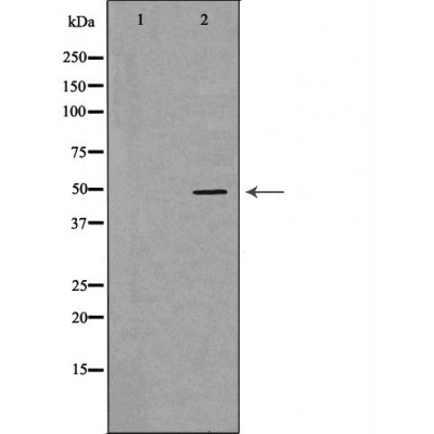 Валидация Affinity DF7231 - 18884