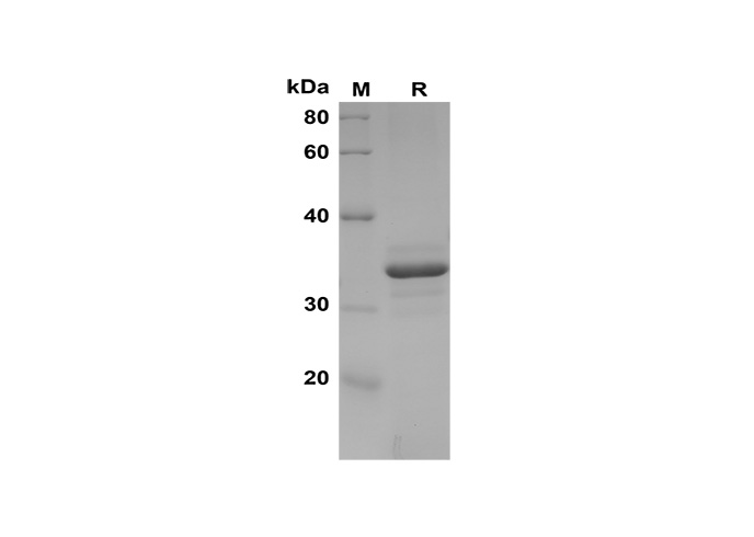 Валидация Elabscience PDEH100589(101)
