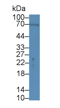 12942