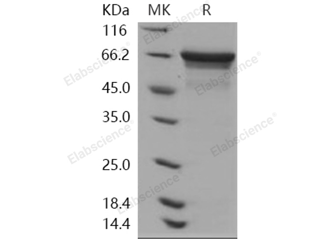 Валидация Elabscience PKSH031146(1919)