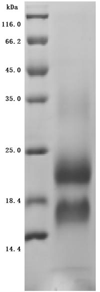 SDS-PAGE