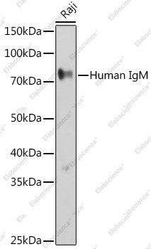 Вестерн-блоттинг, Human IgM, клетки Raji