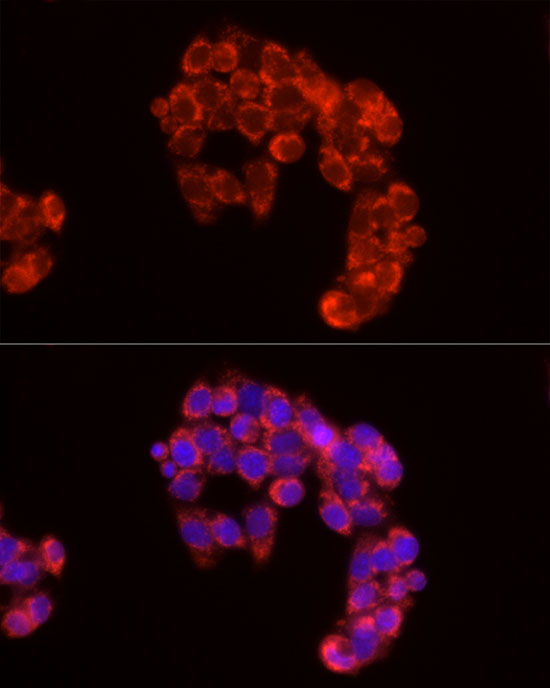 Валидация Elabscience E-AB-68300