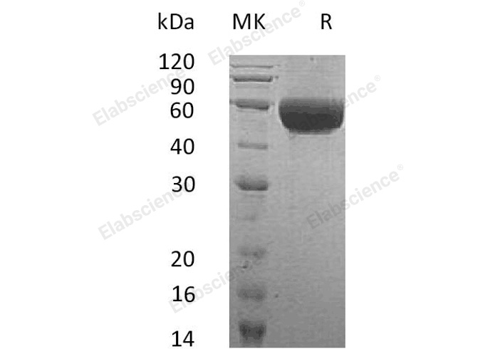 Валидация Elabscience PKSH032802(3220)